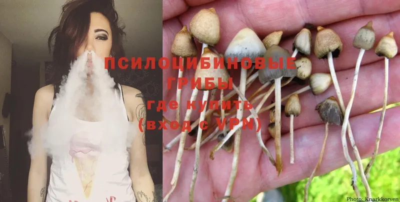 Псилоцибиновые грибы Psilocybe  наркошоп  Нарткала 